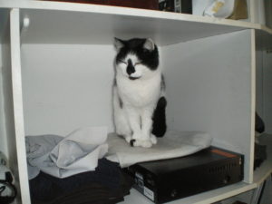 Cat and DVD player - the cat needed letting in - and out - and in again...